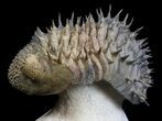 Spiny Drotops Armatus Trilobite - #36592-4
